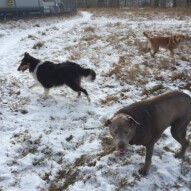 Dexter, Storm and Molly #calgarydogwalker #packwalkscalgary