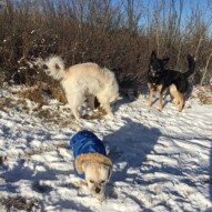 Kia, Teela and Mr.Baxter #yycdogwalker #calgarydogwalker #packwalksswcalgary