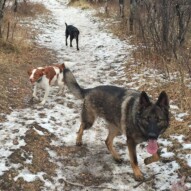Gander, Wallace and Buddy #dogwalkingcalgary #packwalksyyc