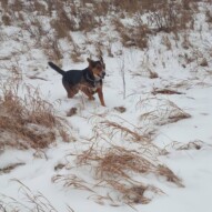 Oliver running in the snowy grass  #packwalks #yycdogwalking