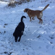 Buddy and Molly #packwalksyyc #calgarydogwalker