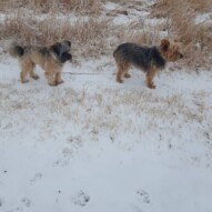Teddy & Ruby #packwalks #yycdogwalking