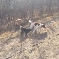Wallace, Sophie, Molly #allbreedsallsizes #dogwalkingcalgary