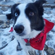 Welcome to the pack, Titus !  #yycdogwalking #packwalks