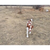 Wallace #calgarydogwalks #packwalksyyc