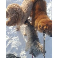 Fozzy, Teddy & max looking in 3 different directions #calgarydogwalker #calgarypackwalks