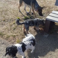 Ace, Daisy & Bailey #packwalksyyc #dogwalking