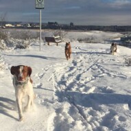 The three amigos: Wallace, River and Waylon #calgarydogwalks #southwestdogwalker