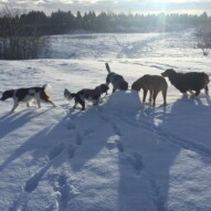 Wallace, Alara, Vin, River & Waylon #packwalkscalgary #yycdogwalker
