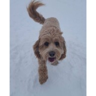 Fozzy ! #calgarydogwalker #calgarypackwalks