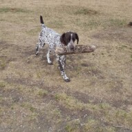 Knute you silly boy #packwalksyyc #dogwalking