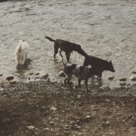 First dip in the river: Kia, Piper, Vin and Teela #packwalksyyc
