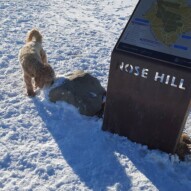 Fozzy #packwalks #calgarydogwalker