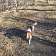 Wallace #calgarydogwalker
