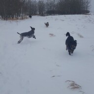 Knute, Oliver, Nero & whistle all the way by the trees #calgarydogwalker #calgarypackwalks