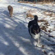 Storm & Finnigan #dogwalkeryyc #calgarydogwalks