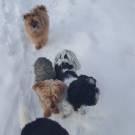 Oliver, Ruby & Ace #packwalks #calgarydogwalker