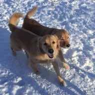 Brother and Sister: Guinness & Bebe #calgarydogwalker #packwalksyyc