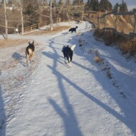 Bailey, Titus & Whistle #calgarydogwalker #calgarypackwalks