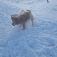 Finnigan mid shake #calgarydogwalker #calgarypackwalks