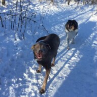 Dexter & Storm #calgarydogwalker #yycdogwalker