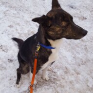 Hello Maybe!  Welcome to the pack #packwalks #calgarydogwalker