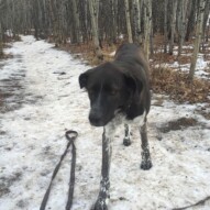 Say cheese, Piper! #southwestdogwalker #yycdogwalker