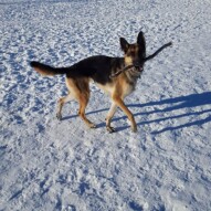Bailey and her sticks  #calgarydogwalker #calgarypackwalks
