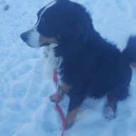 Ohhhh Nelson #calgarydogwalker #calgarypackwalks