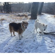 Fred, Kia & Abby in the background #packwalkscalgary #yycdogwalker