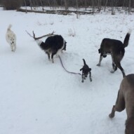 Molly, Piper, Storm and Kia