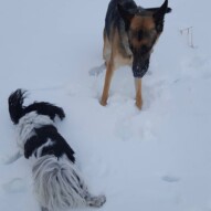 Bailey & Ace ! #calgarydogwalker #calgarypackwalks