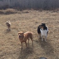 Molly, Storm and Abby #packwalkscalgary