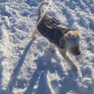 Taz!! #calgarydogwalker #calgarypackwalks