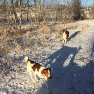 Wallace & Waylon #packwalkscalgary #dogwalkeryyc