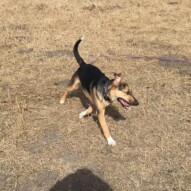 Welcome to the pack, Mei-Mei #packwalksyyc #calgarydogwalks