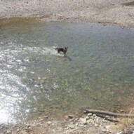 Bailey once again! In the middle of the stream #packwalksyyc #dogwalking