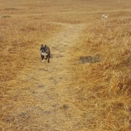 Molly mid run… & Taz trying to catch up!! #packwalksyyc #dogwalking