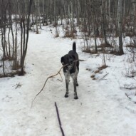 Piper #dogwalkeryyc #packwalkscalgary