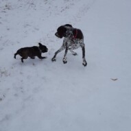 Molly picking on Knute #packwalks #calgarydogwalker