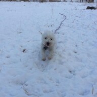 Iggy #allbreedsallsizes #dogwalkercalgary