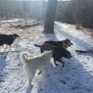 Kia, Dexter, Fred and Storm #dogwalkeryyc #allbreedsallsizes