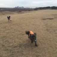 Alara and Sophie #allbreedsallsizes #calgarydogwalker