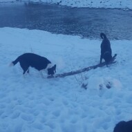 Titus & Nero on one big stick #calgarydogwalker #calgarypackwalks