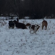 Action shot of the morning pack