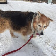 It is with very heavy hearts that we had to say good bye to our old friend, Fred. He was the senior of the pack, he came for pack walks everyday for 8 years. His presence is very missed in the pack and always will be. Until we meet again, old friend. RIP Fred.