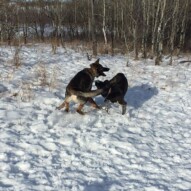 Gander and Piper, rough-housing