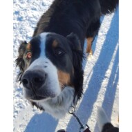 Hello Handsome, Nelson #packwalks #calgarydogwalker