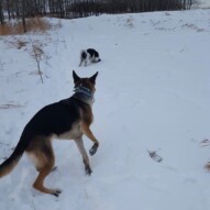 Ace & Bailey.. Ace head first into the snow  #calgarydogwalker #calgarypackwalks
