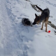 Ace & Bailey #packwalks #calgarydogwalker